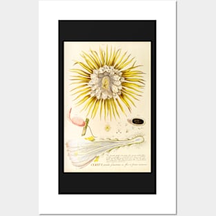 Night blooming Cereus flower dissectation - botanical illustration Posters and Art